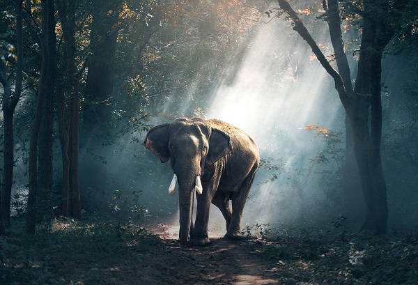 An incredible shot of an elephant