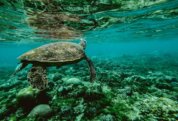 Underwater shot of a sea-turtle